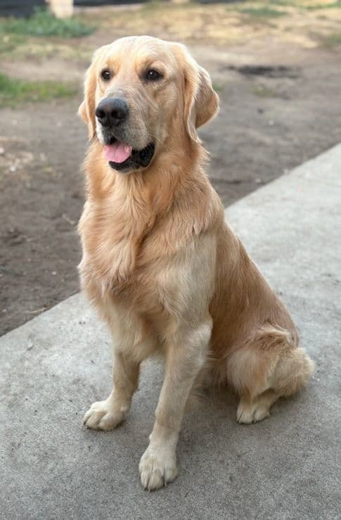 Golden Retriever Puppies breeder image 6