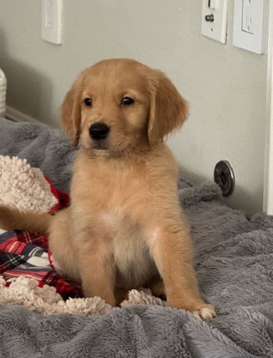 Golden Retriever Puppies breeder image 7