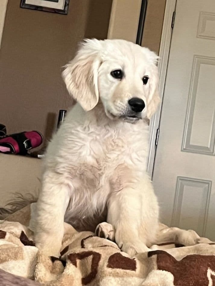Golden Retriever Puppies breeder image 9
