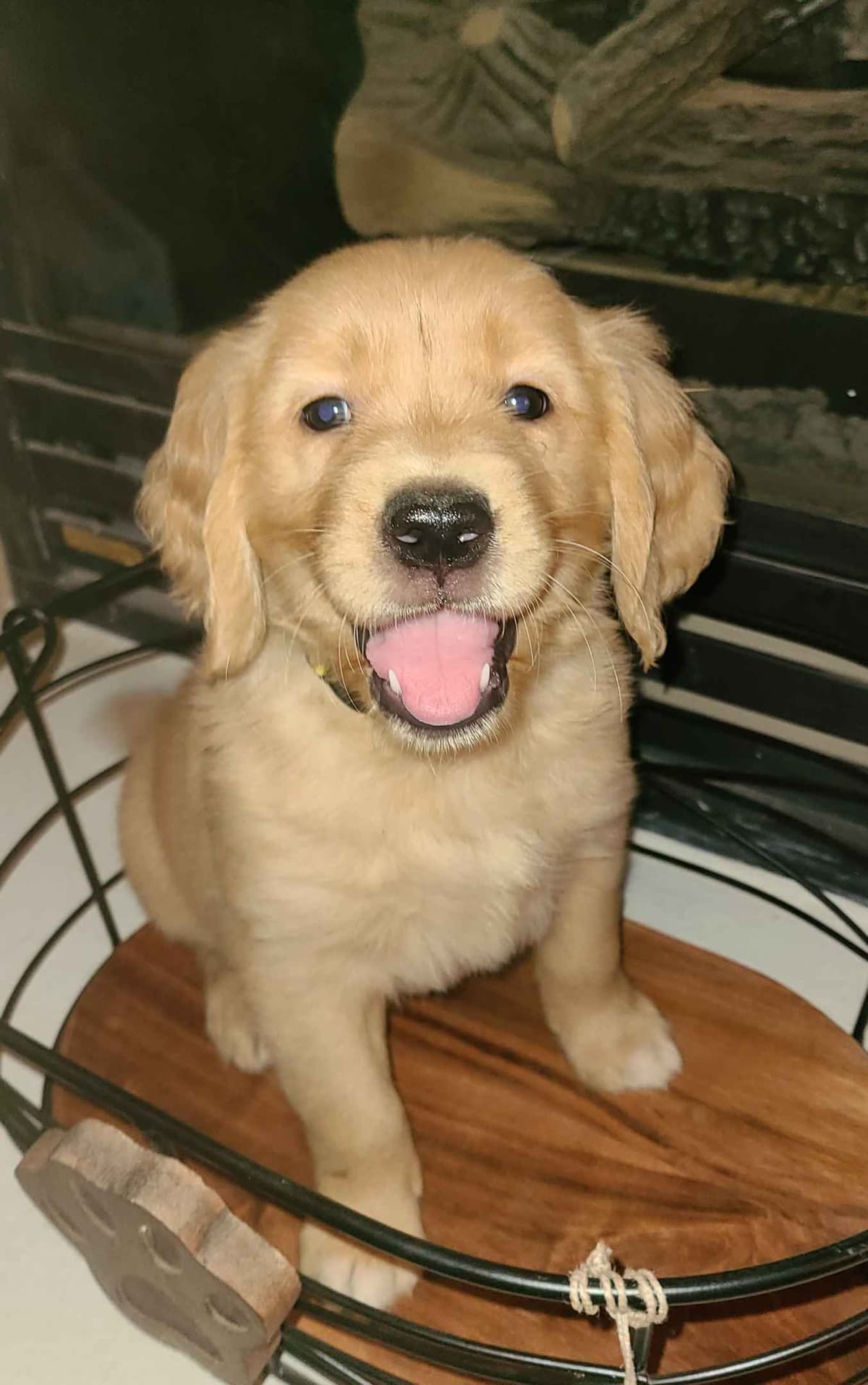 Golden Retriever Puppies breeder image 11