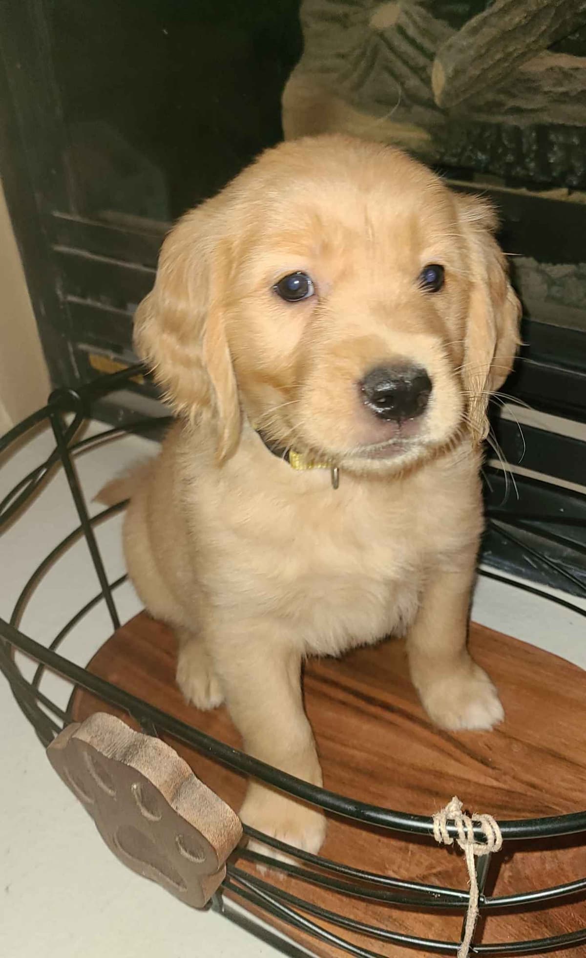 Golden Retriever Puppies breeder image 12