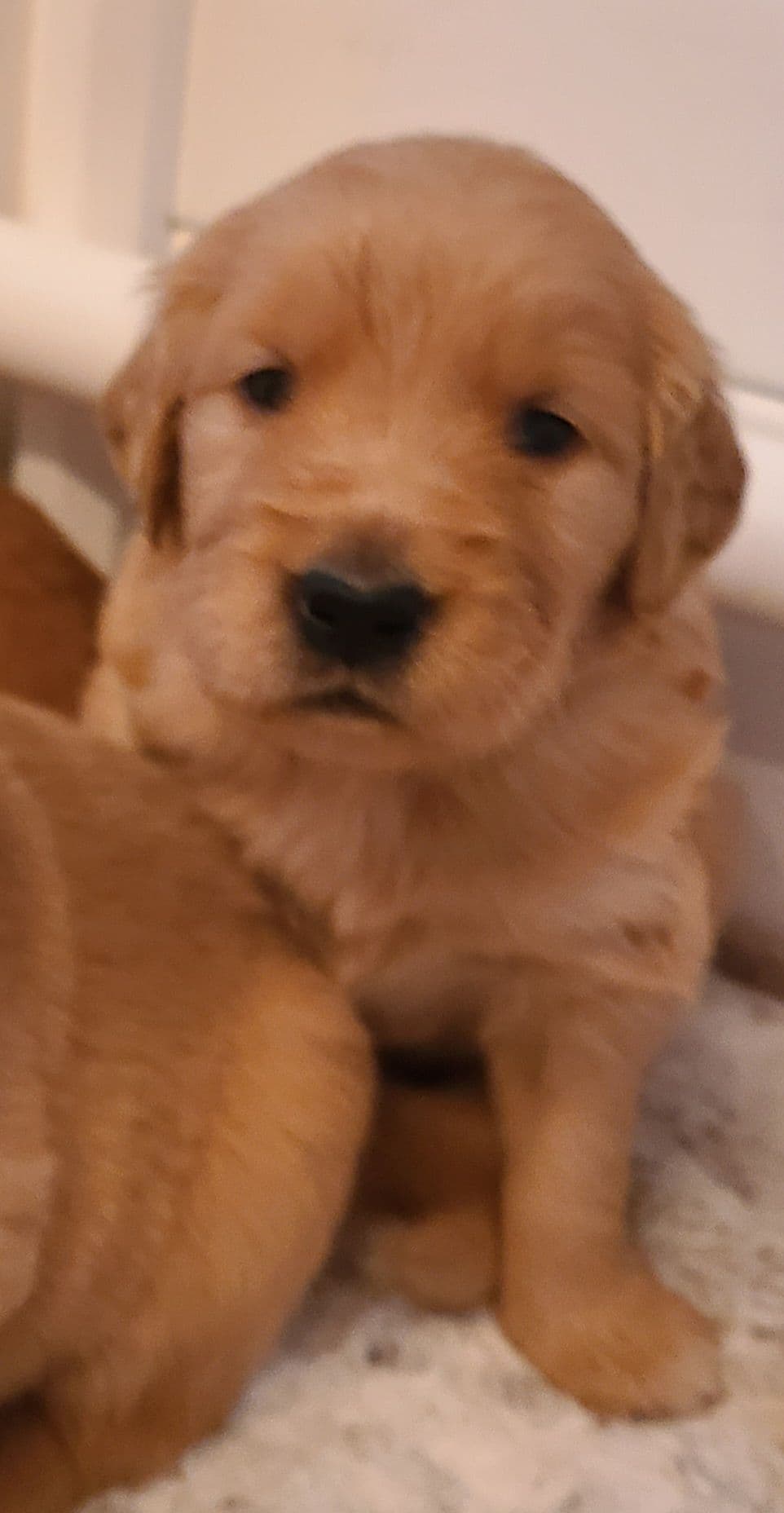 Golden Retriever Puppies breeder image 14