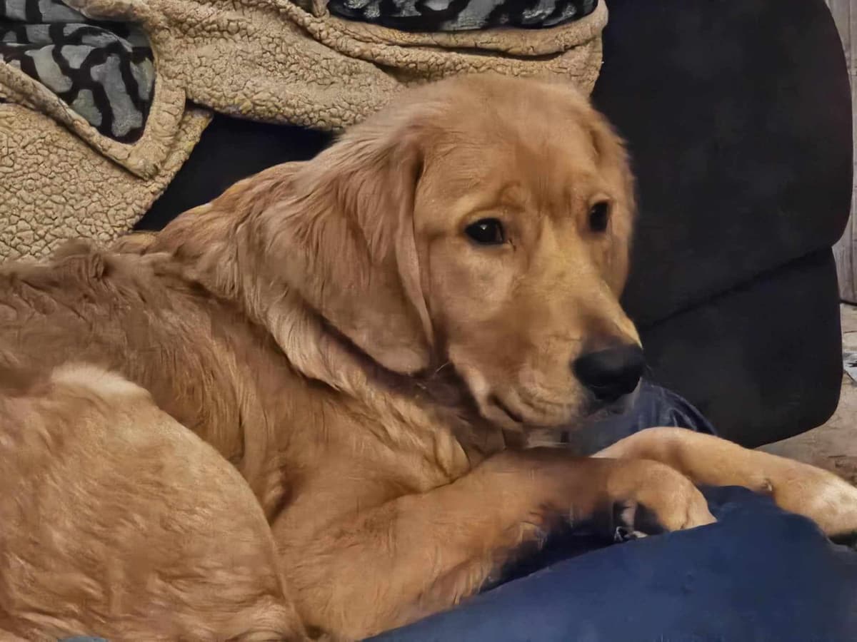 Golden Retriever Puppies breeder image 15