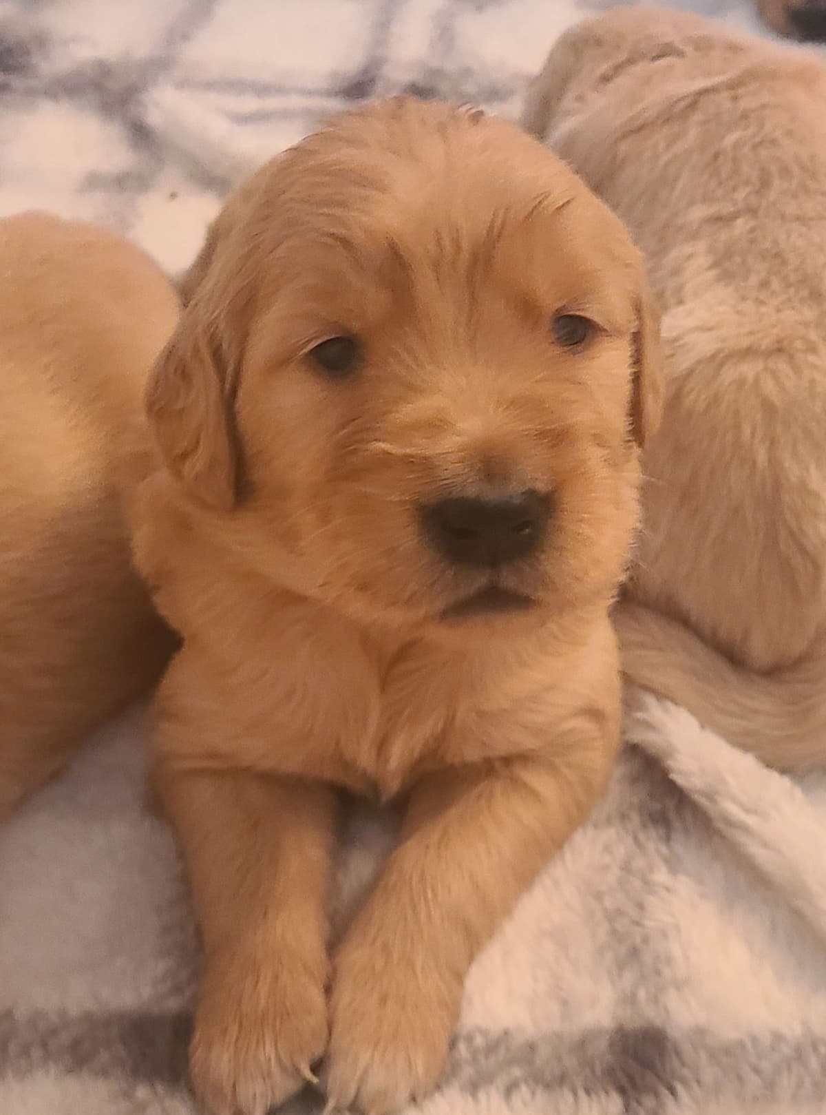 Golden Retriever Puppies breeder image 16