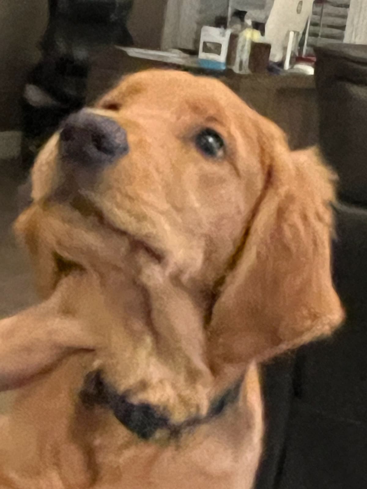 Golden Retriever Puppies breeder image 17