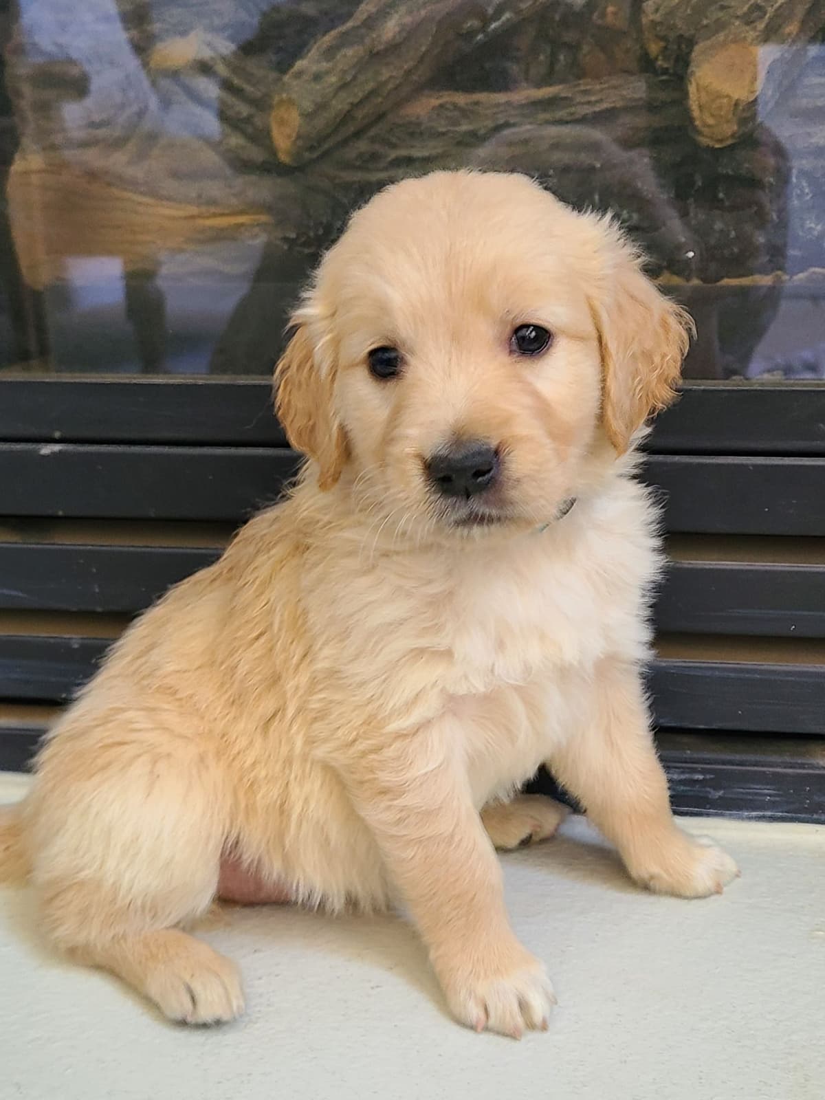 Golden Retriever Puppies breeder image 19