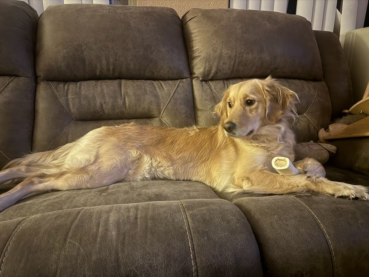 Golden Retriever Puppies breeder image 18