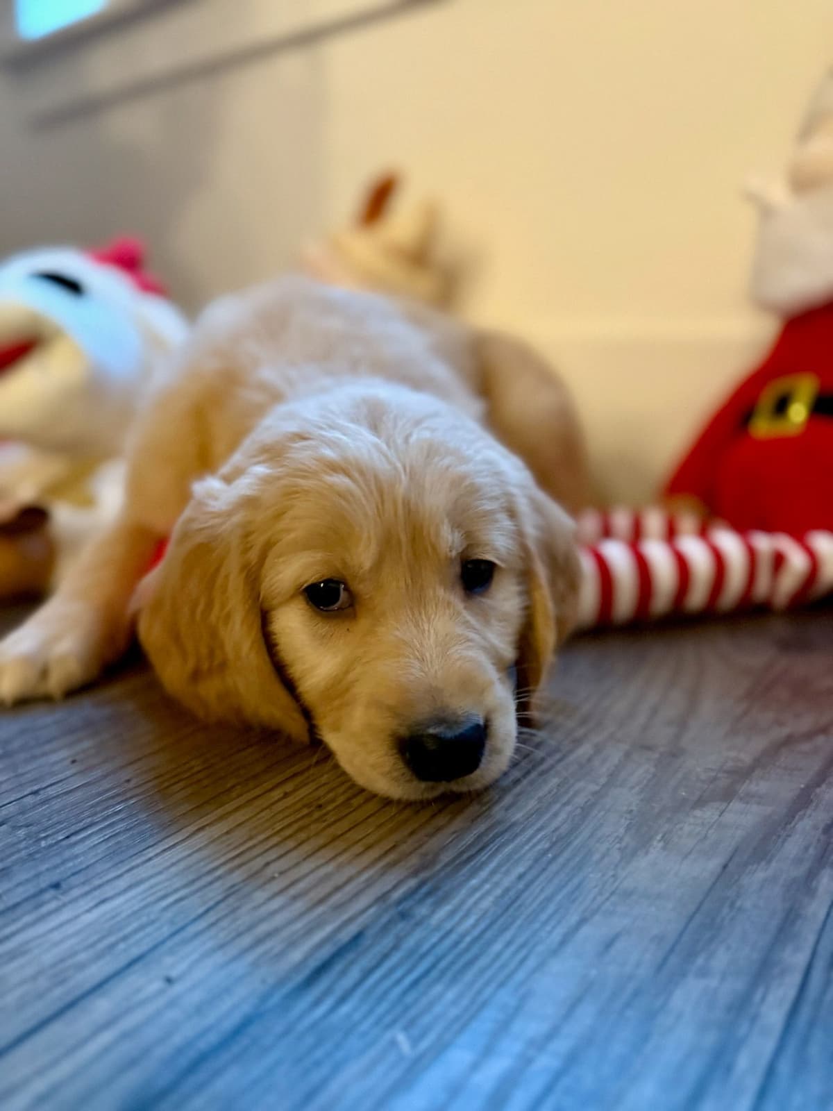 Golden Retriever Puppies breeder image 21