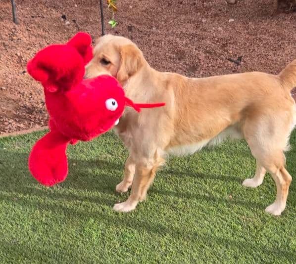 Golden Retriever Puppies breeder image 23