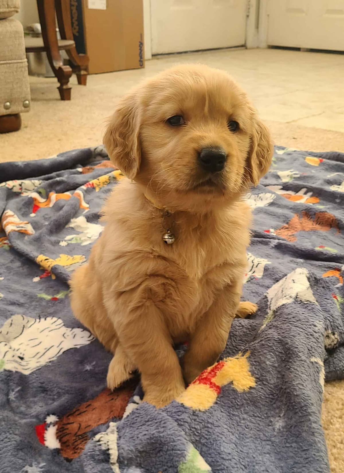 Golden Retriever Puppies breeder image 24