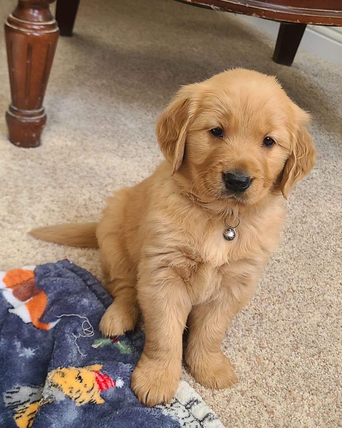 Golden Retriever Puppies breeder image 26