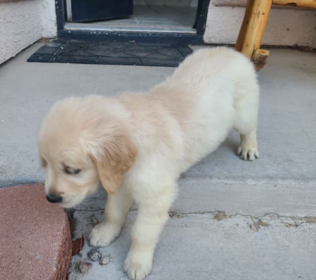 Golden Retriever Puppies media 2