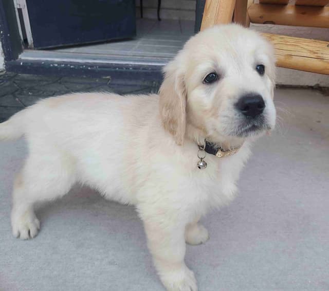 Golden Retriever Puppies media 3