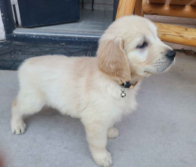 Golden Retriever Puppies media 6
