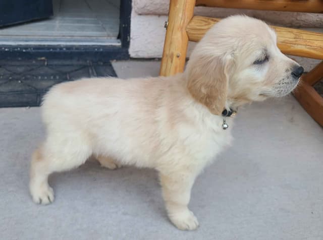 Golden Retriever Puppies media 5