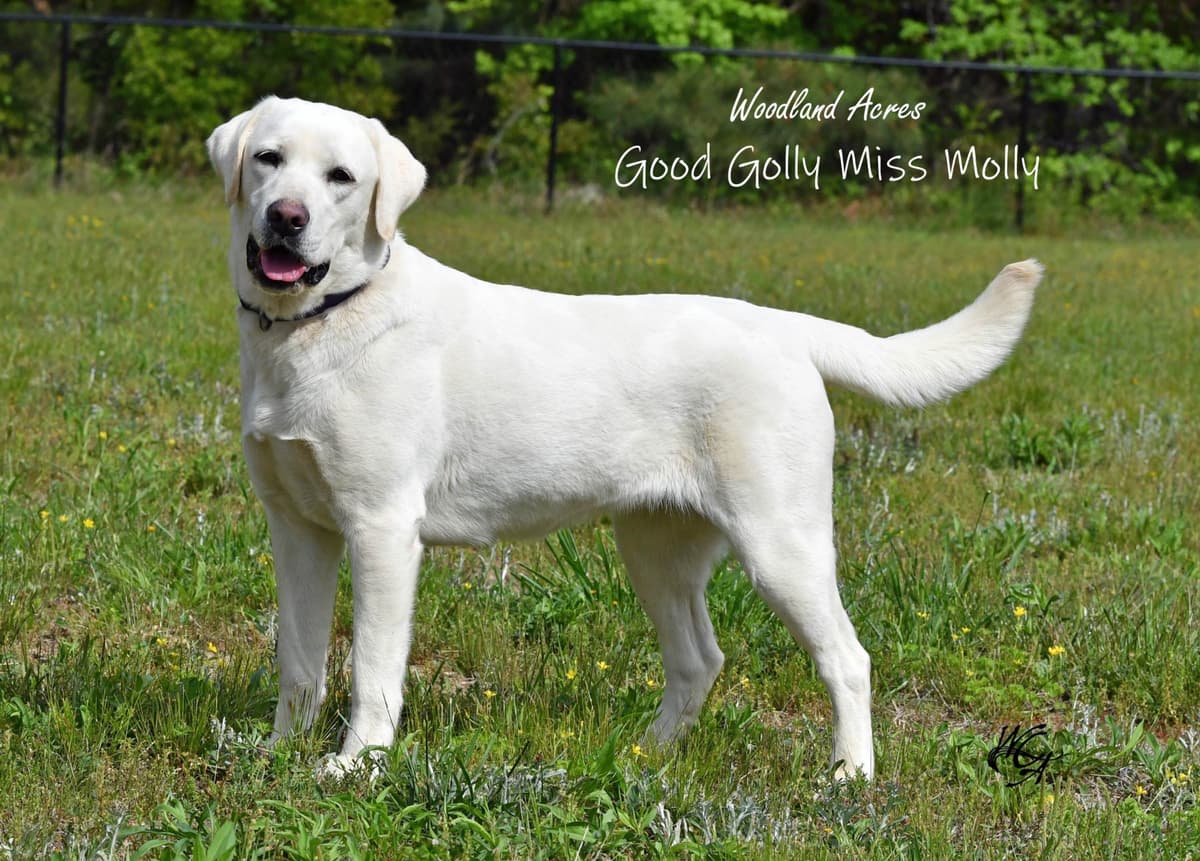 English Labrador Retriever Puppies - Raleigh NC breeder image 2
