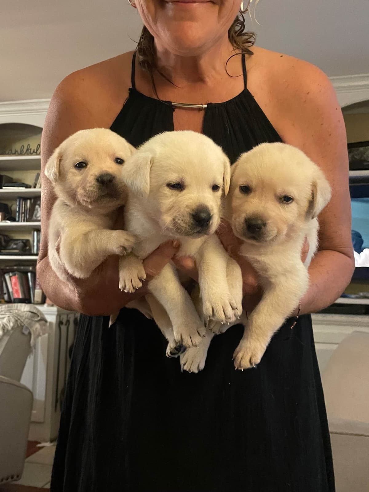 English Labrador Retriever Puppies - Raleigh NC breeder image 3