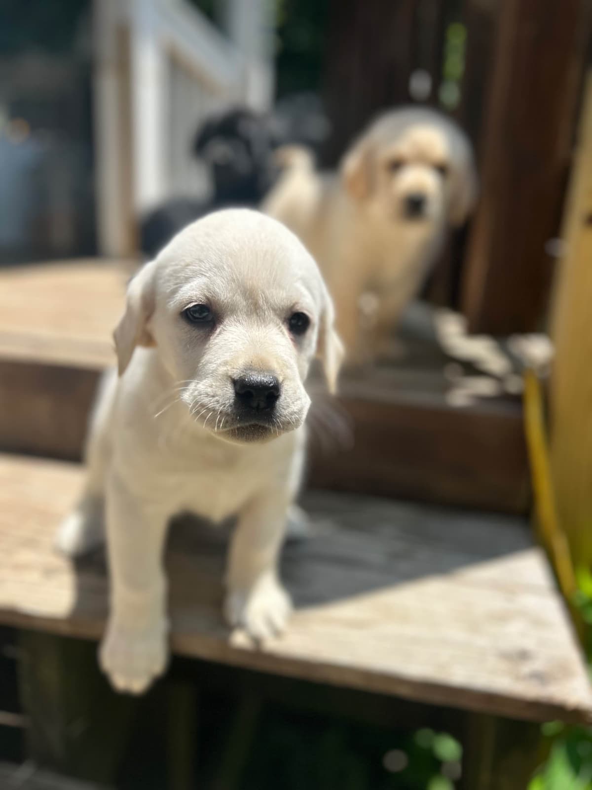 English Labrador Retriever Puppies - Raleigh NC breeder image 4