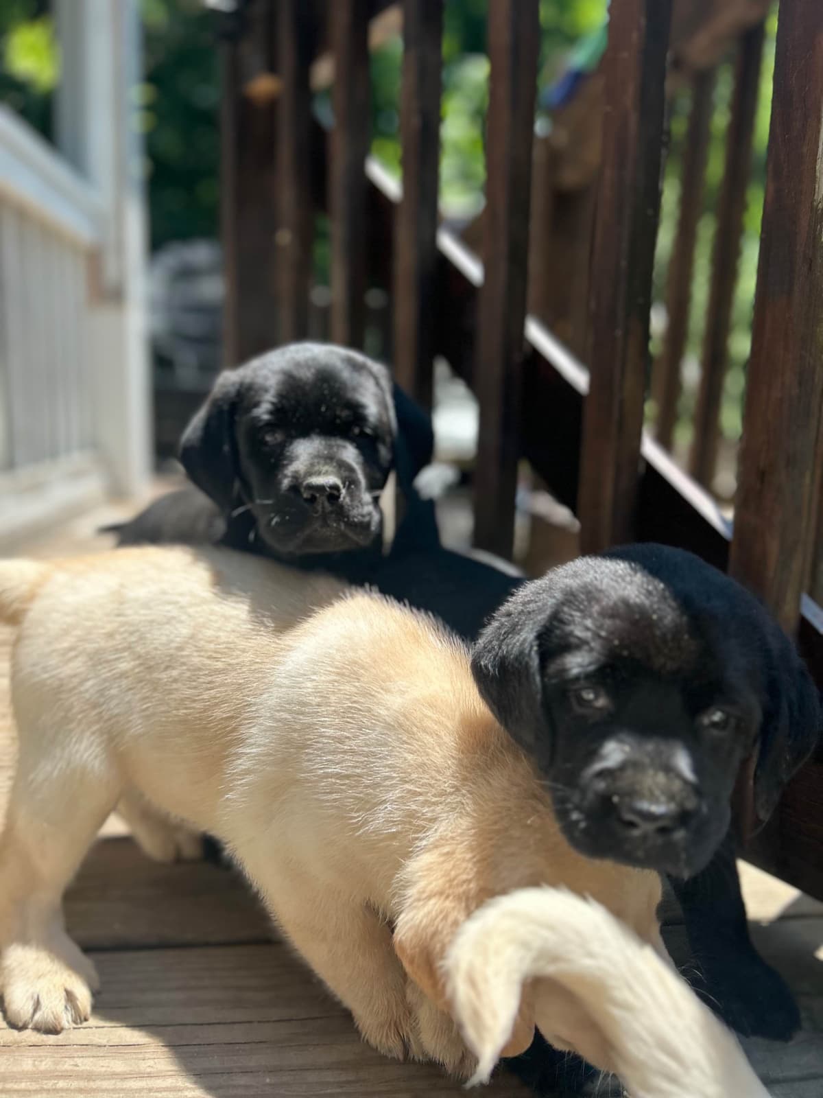 English Labrador Retriever Puppies - Raleigh NC breeder image 7