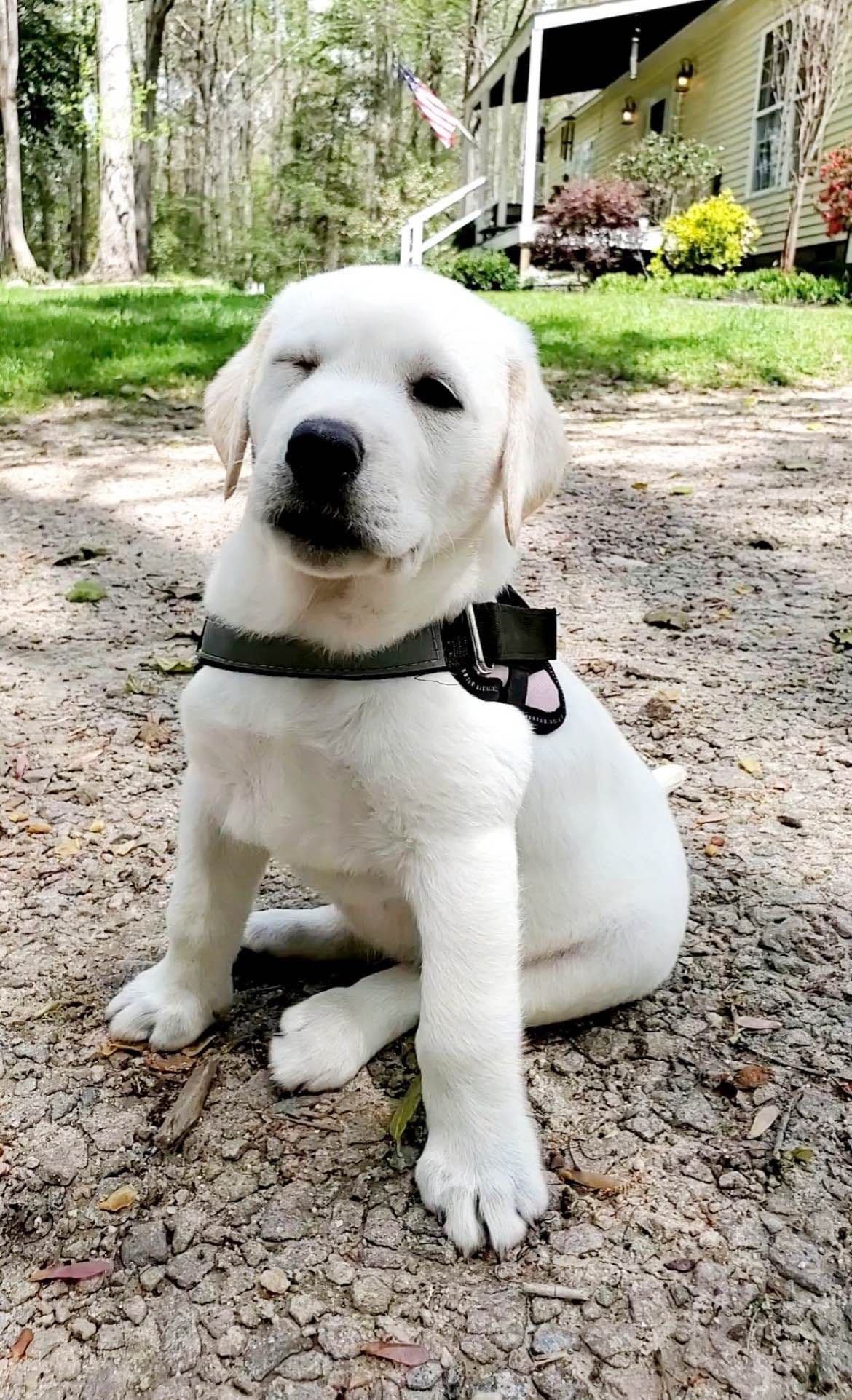 English Labrador Retriever Puppies - Raleigh NC breeder image 6