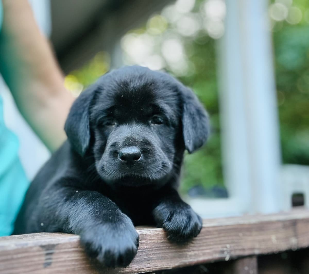 English Labrador Retriever Puppies - Raleigh NC breeder image 8