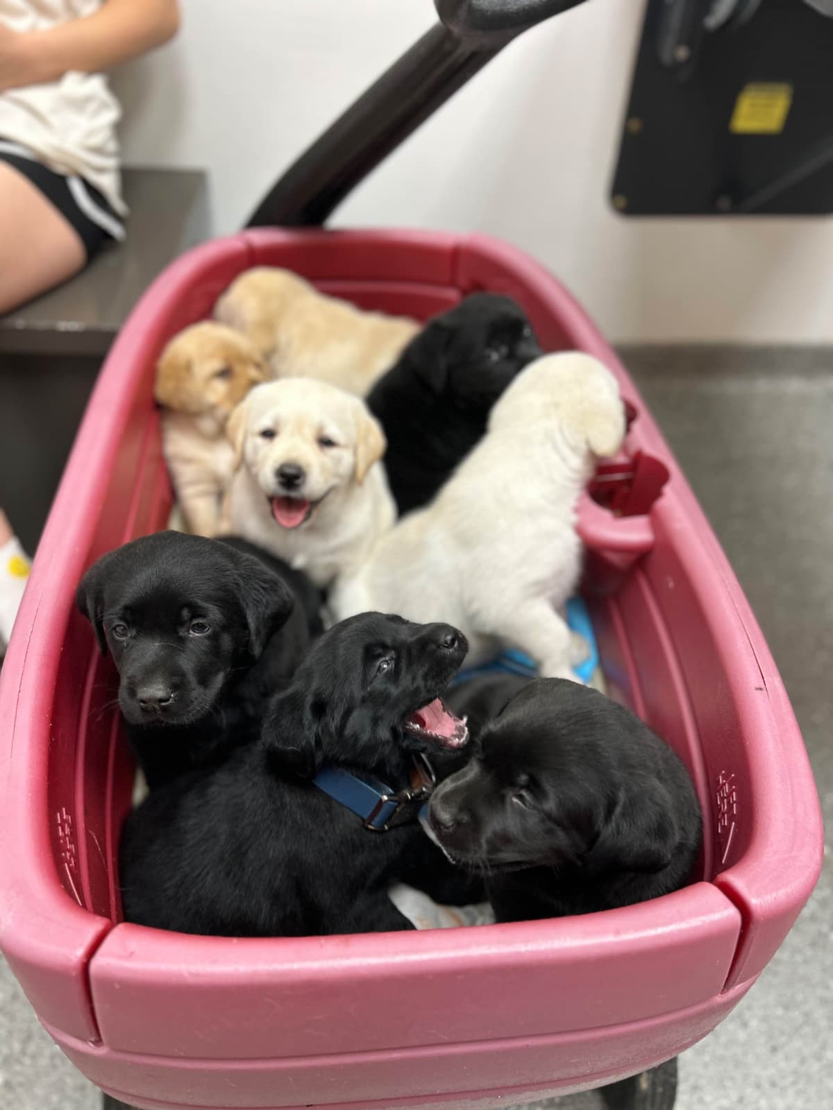English Labrador Retriever Puppies - Raleigh NC breeder image 10