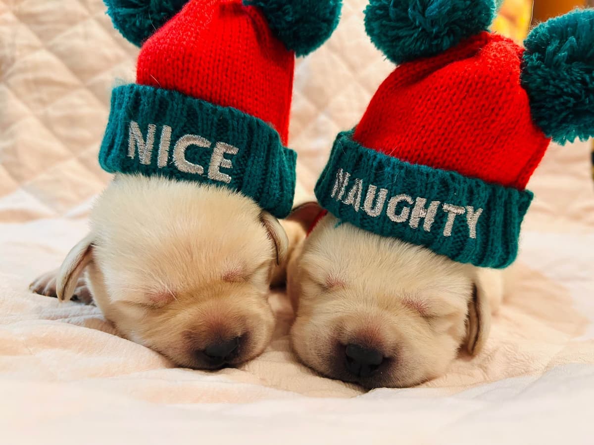 English Labrador Retriever Puppies - Raleigh NC breeder image 11