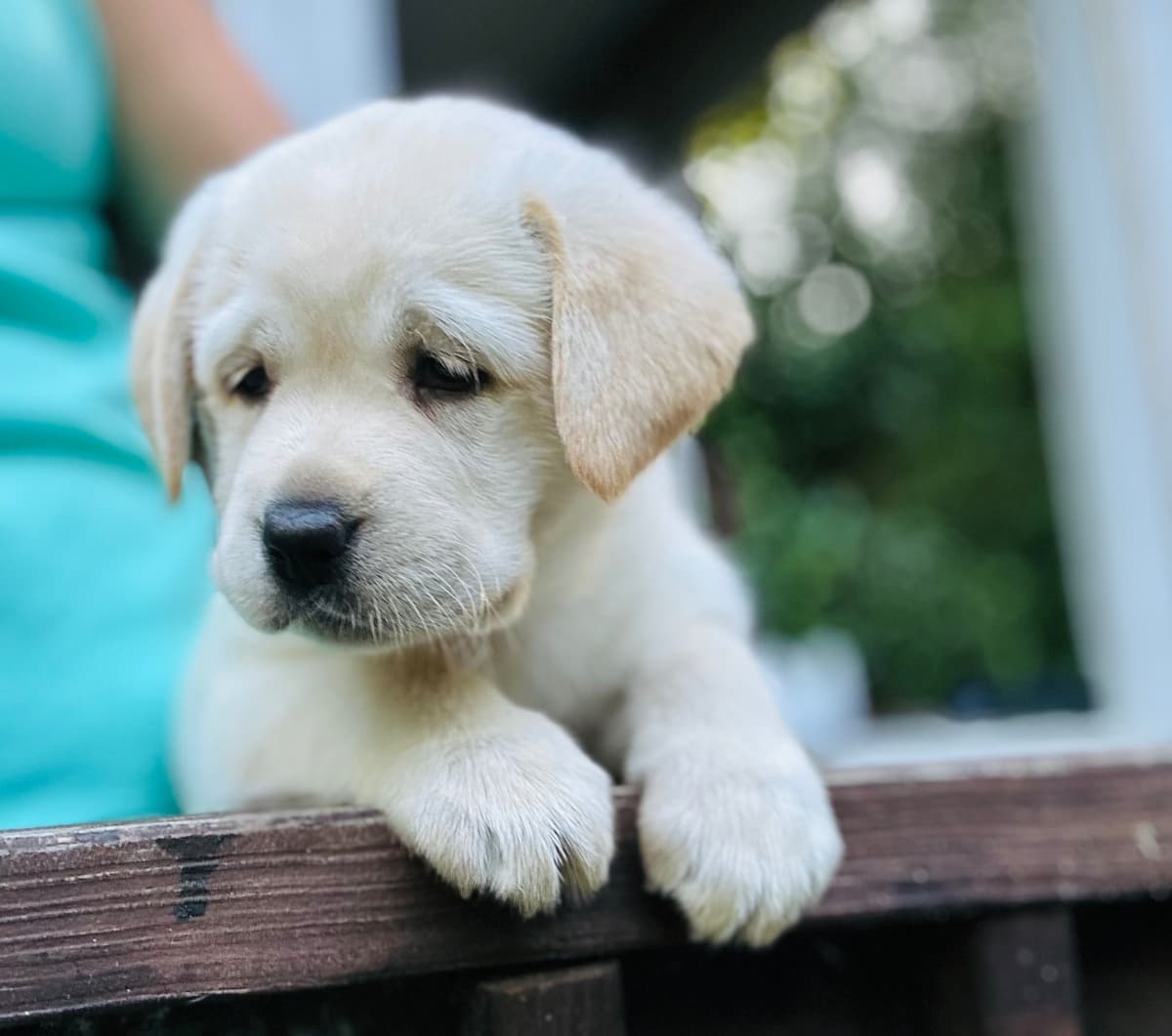 English Labrador Retriever Puppies - Raleigh NC breeder image 12