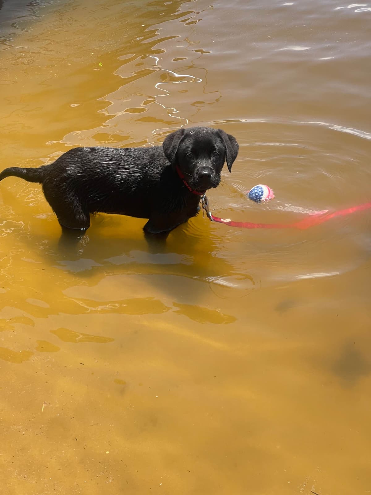 English Labrador Retriever Puppies - Raleigh NC breeder image 13