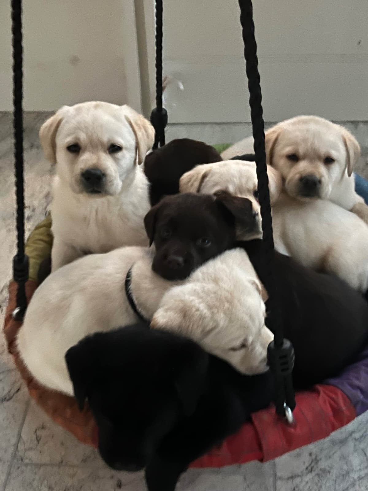 English Labrador Retriever Puppies - Raleigh NC breeder image 14