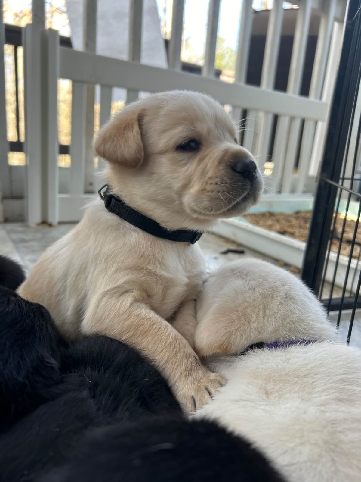 English Labrador Retriever Puppies - Raleigh NC breeder image 15