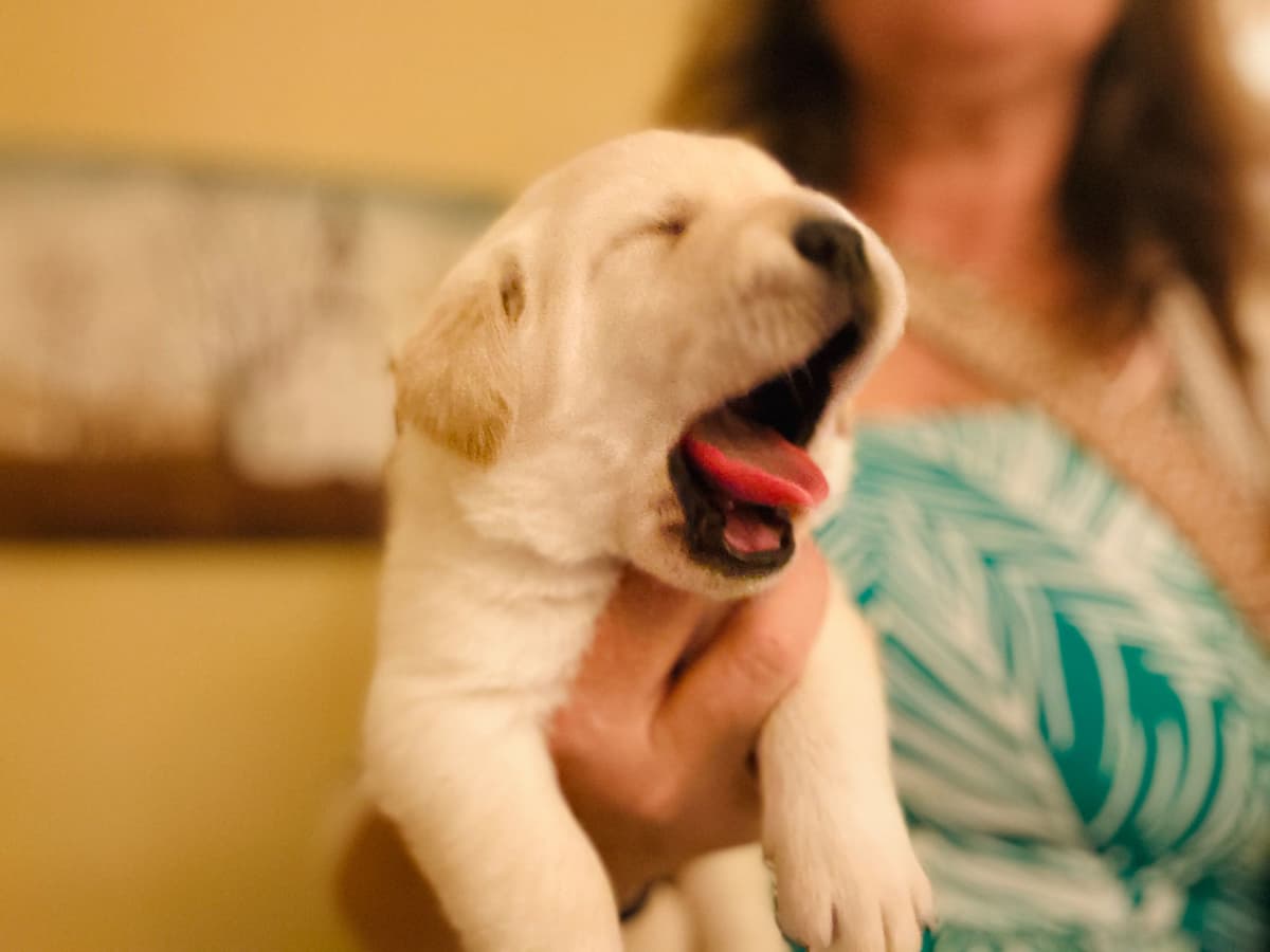 English Labrador Retriever Puppies - Raleigh NC breeder image 16