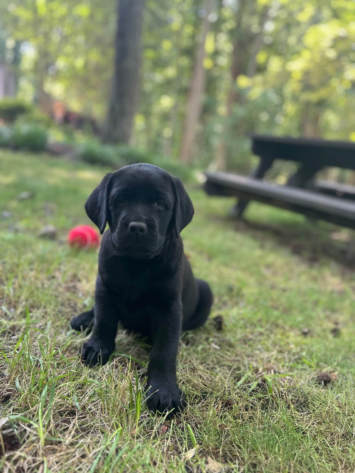 English Labrador Retriever Puppies - Raleigh NC breeder image 20