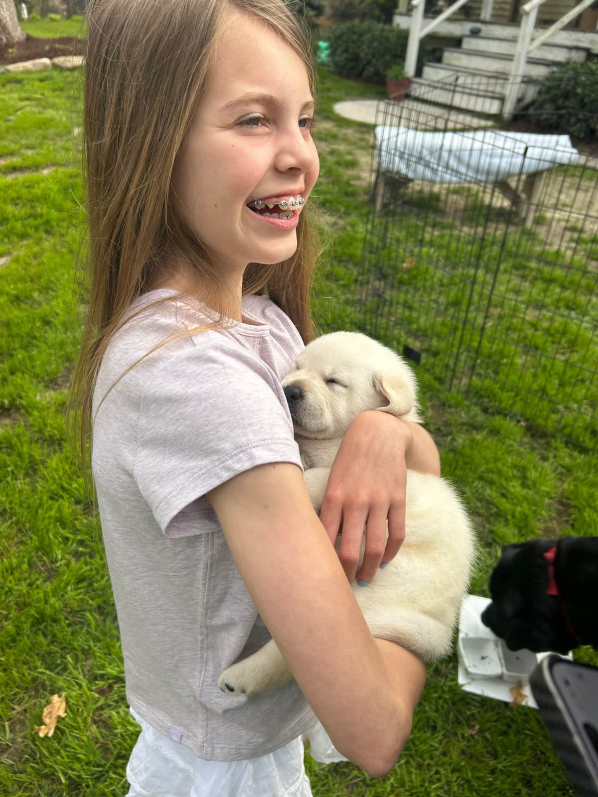 English Labrador Retriever Puppies - Raleigh NC breeder image 22
