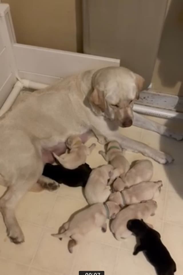 English Labrador Retriever Puppies - Raleigh NC media 4