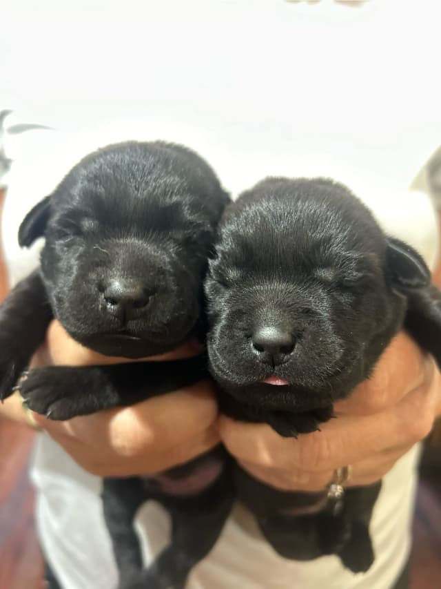 English Labrador Retriever Puppies - Raleigh NC media 8