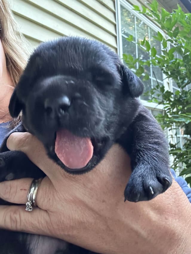 English Labrador Retriever Puppies - Raleigh NC media 9