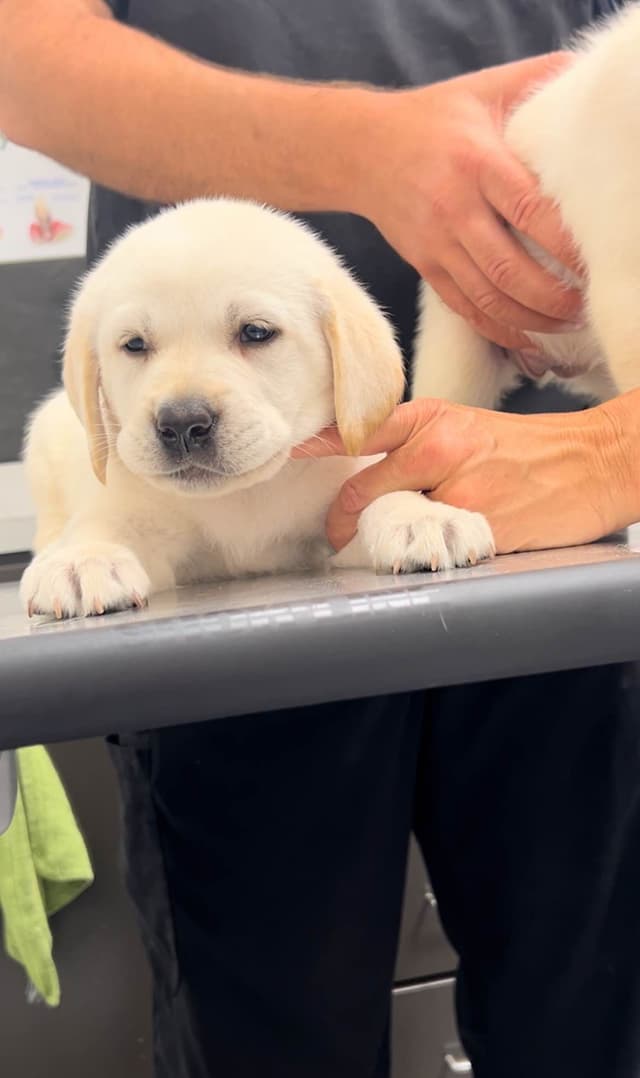 English Labrador Retriever Puppies - Raleigh NC media 12