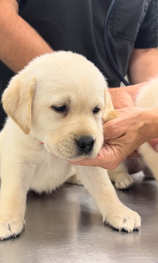 English Labrador Retriever Puppies - Raleigh NC media 11