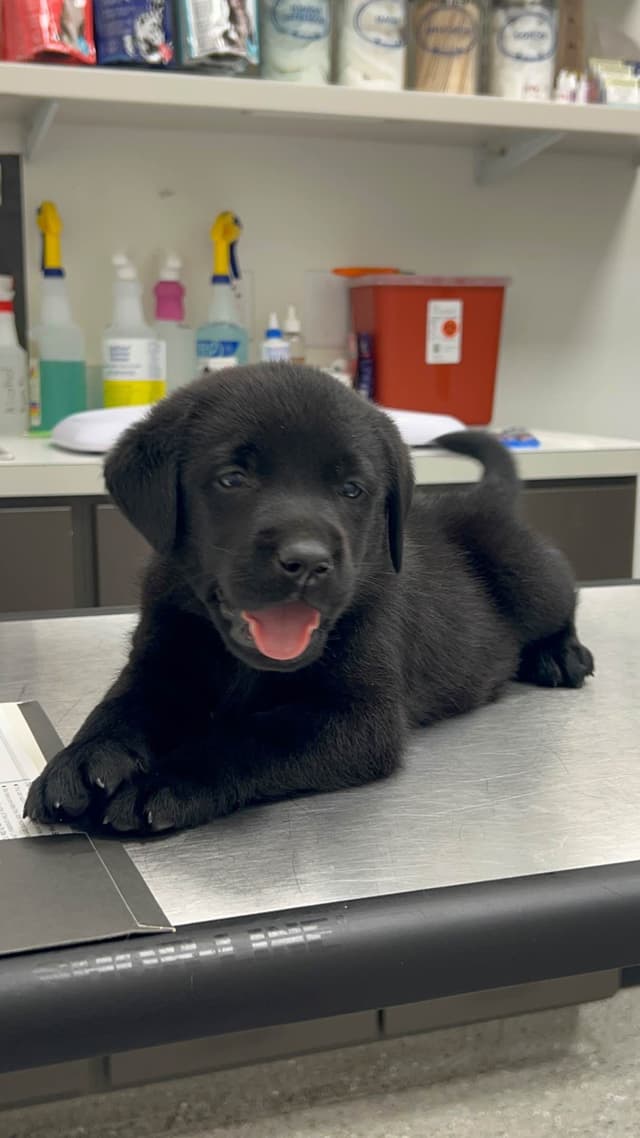 English Labrador Retriever Puppies - Raleigh NC media 13