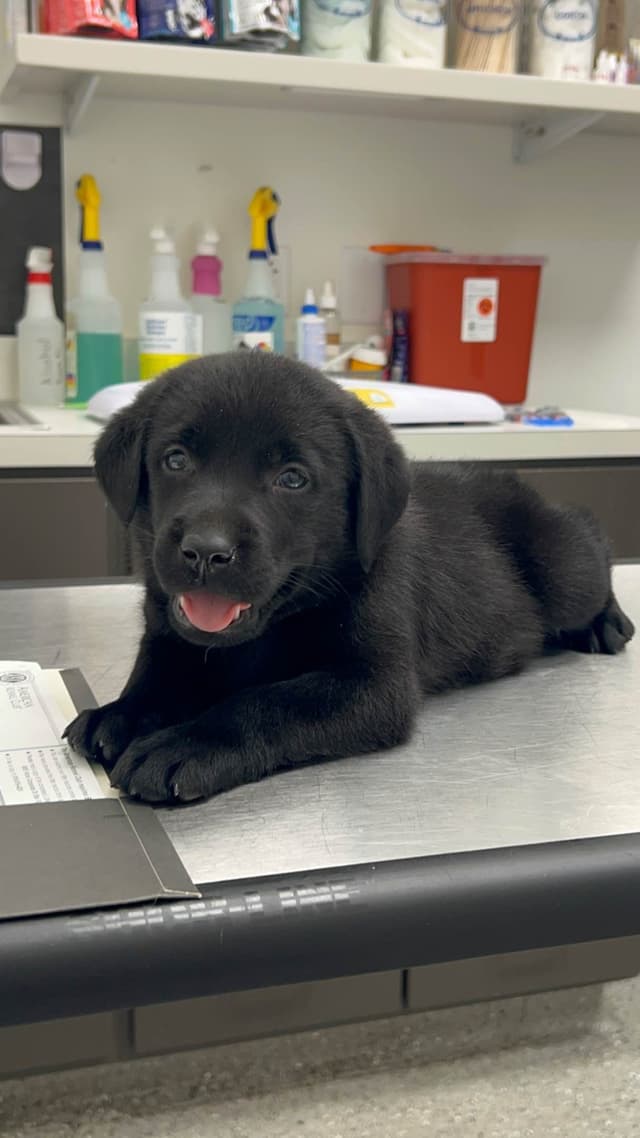 English Labrador Retriever Puppies - Raleigh NC media 2