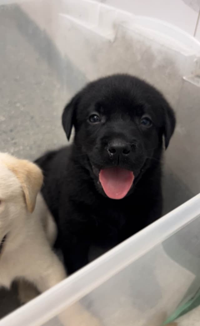 English Labrador Retriever Puppies - Raleigh NC media 14