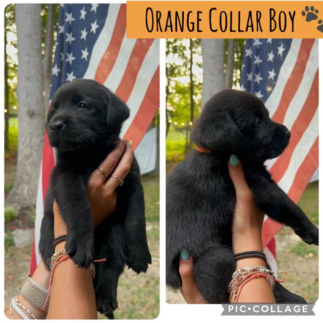 English Labrador Retriever Puppies - Raleigh NC media 15