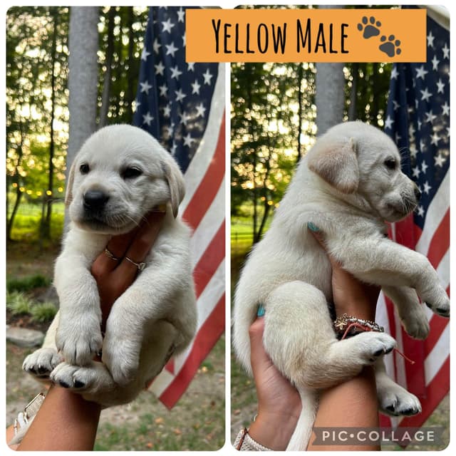 English Labrador Retriever Puppies - Raleigh NC media 16