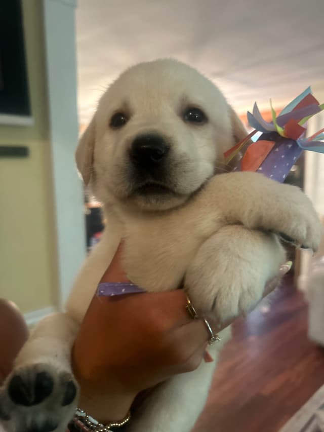 English Labrador Retriever Puppies - Raleigh NC media 17
