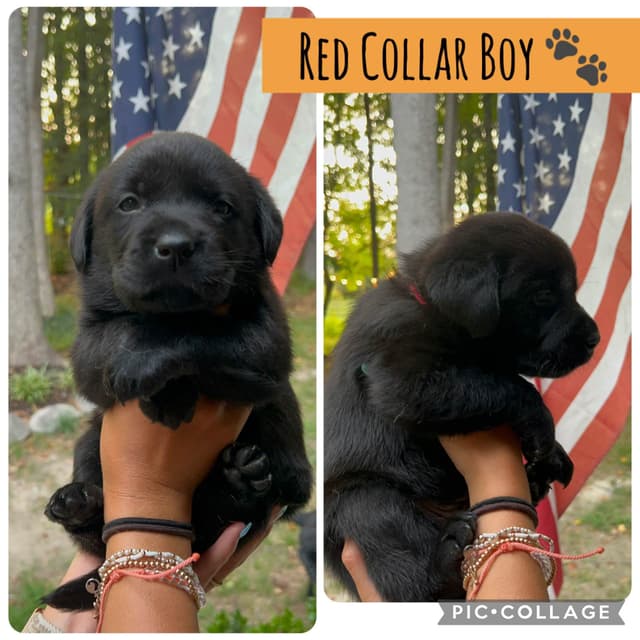 English Labrador Retriever Puppies - Raleigh NC media 18