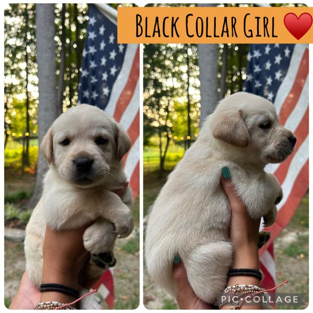 English Labrador Retriever Puppies - Raleigh NC media 19