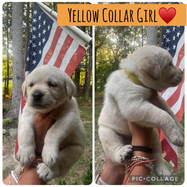 English Labrador Retriever Puppies - Raleigh NC media 20