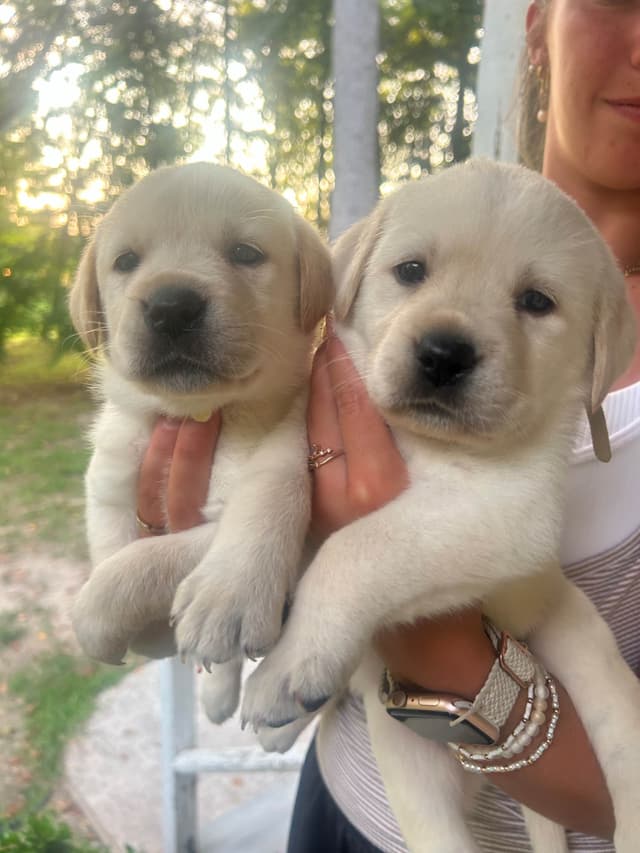 English Labrador Retriever Puppies - Raleigh NC media 21