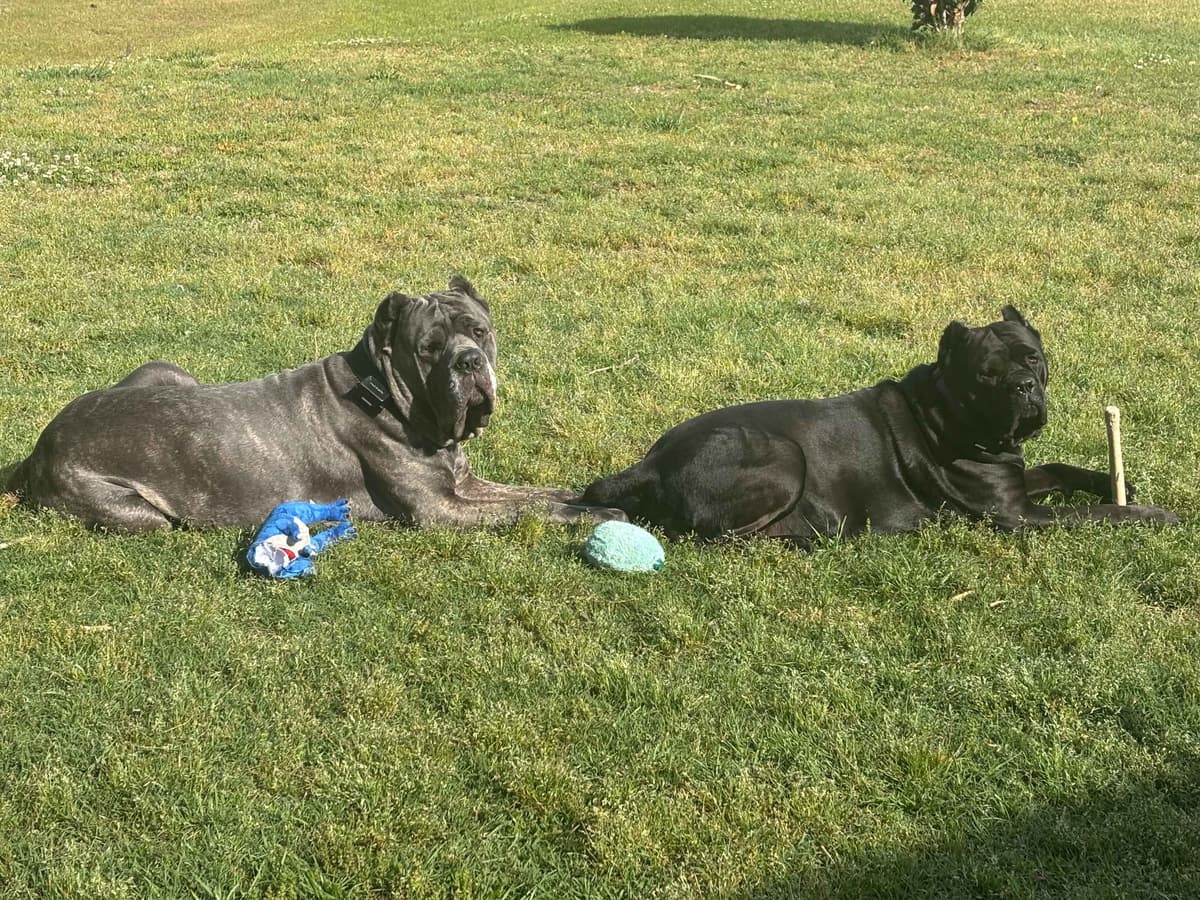 Cane Corso Puppies breeder image 1